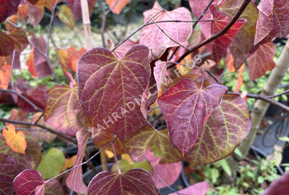 Zmarlika kanadská 'Ace of Spades' - Cercis canadensis 'Ace of Spades'
