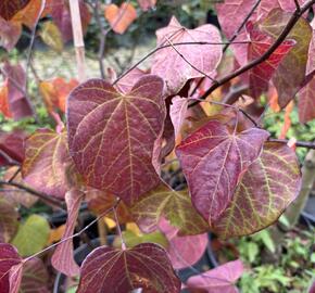 Zmarlika kanadská 'Ace of Spades' - Cercis canadensis 'Ace of Spades'