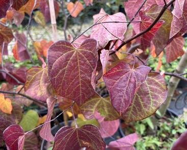 Zmarlika kanadská 'Ace of Spades'