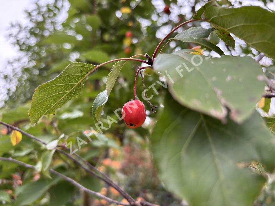 Jabloň okrasná 'Royalty' - Malus 'Royalty'