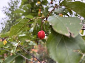 Jabloň okrasná 'Royalty' - Malus 'Royalty'