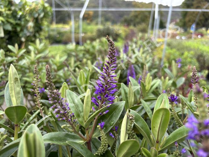 Hebe 'Outdoor Blue' - Hebe 'Outdoor Blue'