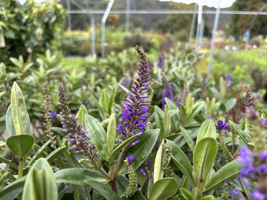 Hebe 'Outdoor Blue' - Hebe 'Outdoor Blue'