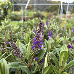 Hebe 'Outdoor Blue' - Hebe 'Outdoor Blue'