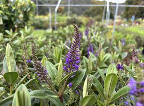 Hebe 'Outdoor Blue' - Hebe 'Outdoor Blue'