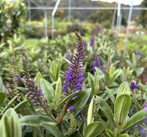 Hebe 'Outdoor Blue' - Hebe 'Outdoor Blue'