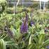 Hebe 'Outdoor Blue'_01.JPG