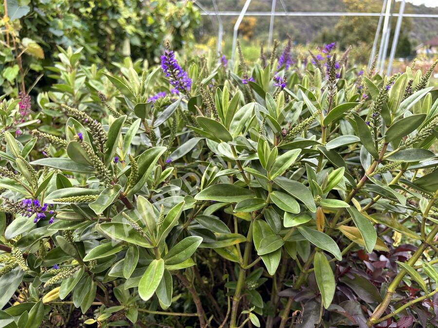 Hebe 'Outdoor Blue' - Hebe 'Outdoor Blue'