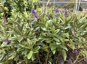 Hebe 'Outdoor Blue' - Hebe 'Outdoor Blue'