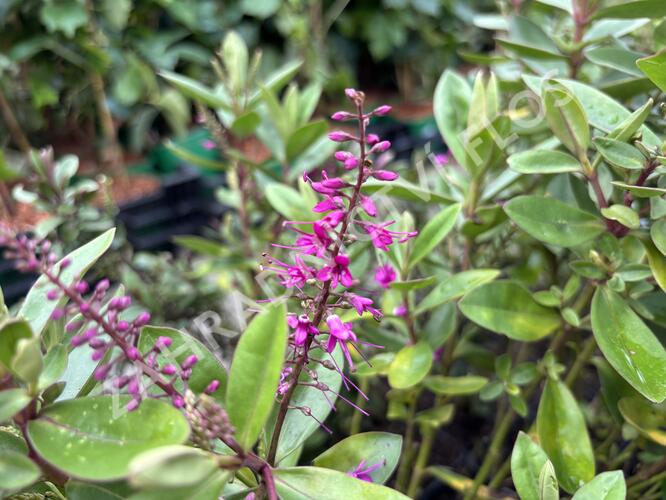 Hebe 'Outdoor Pink' - Hebe 'Outdoor Pink'