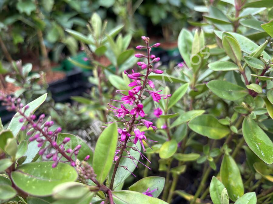 Hebe 'Outdoor Pink' - Hebe 'Outdoor Pink'