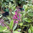 Hebe 'Outdoor Pink' - Hebe 'Outdoor Pink'