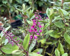Hebe 'Outdoor Pink'