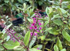 Hebe 'Outdoor Pink' - Hebe 'Outdoor Pink'