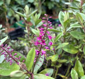 Hebe 'Outdoor Pink' - Hebe 'Outdoor Pink'