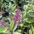 Hebe 'Outdoor Pink'_01.JPG