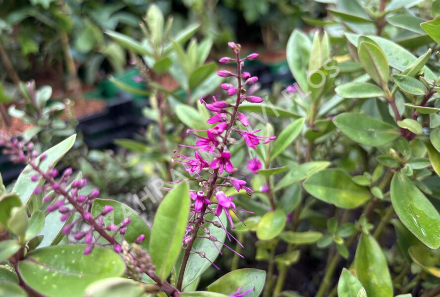 Hebe 'Outdoor Pink' - Hebe 'Outdoor Pink'