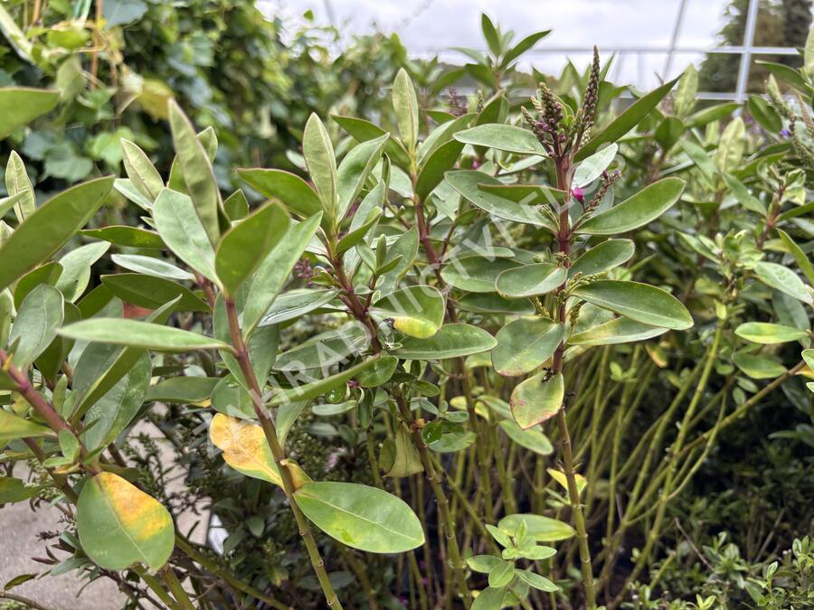 Hebe 'Outdoor Pink' - Hebe 'Outdoor Pink'