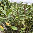 Hebe 'Outdoor Pink' - Hebe 'Outdoor Pink'