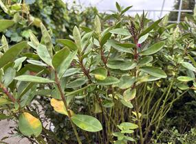 Hebe 'Outdoor Pink' - Hebe 'Outdoor Pink'