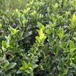 Brslen japonský 'Paloma Blanca' - Euonymus japonicus 'Paloma Blanca'