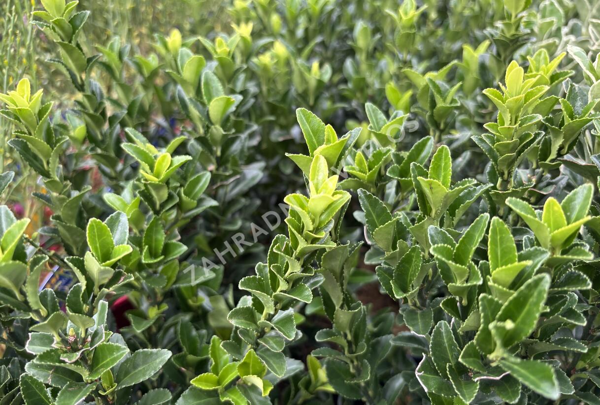 Brslen japonský 'Paloma Blanca' - Euonymus japonicus 'Paloma Blanca'