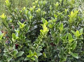Brslen japonský 'Paloma Blanca' - Euonymus japonicus 'Paloma Blanca'
