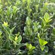Brslen japonský 'Paloma Blanca' - Euonymus japonicus 'Paloma Blanca'