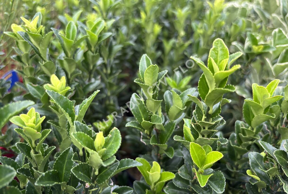Brslen japonský 'Paloma Blanca' - Euonymus japonicus 'Paloma Blanca'