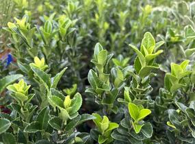 Brslen japonský 'Paloma Blanca' - Euonymus japonicus 'Paloma Blanca'