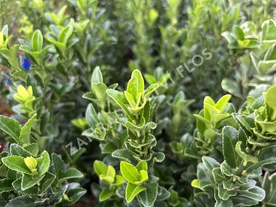 Brslen japonský 'Paloma Blanca' - Euonymus japonicus 'Paloma Blanca'