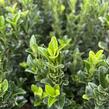 Brslen japonský 'Paloma Blanca' - Euonymus japonicus 'Paloma Blanca'