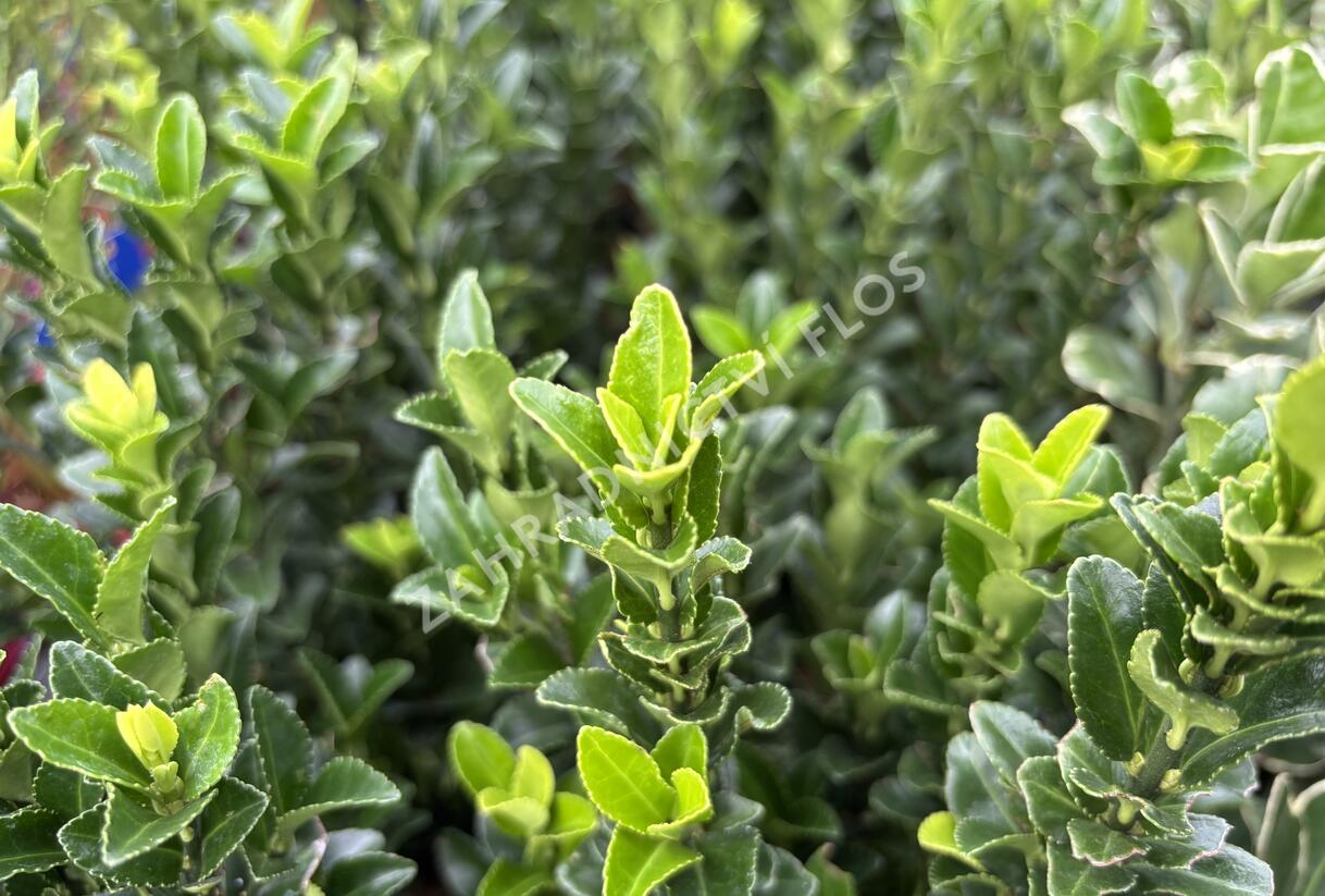 Brslen japonský 'Paloma Blanca' - Euonymus japonicus 'Paloma Blanca'