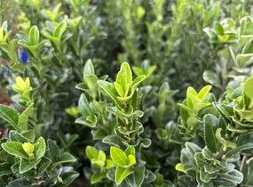 Brslen japonský 'Paloma Blanca' - Euonymus japonicus 'Paloma Blanca'