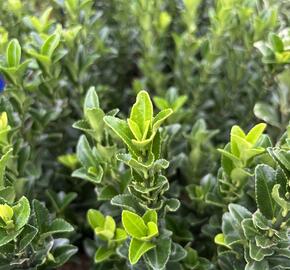 Brslen japonský 'Paloma Blanca' - Euonymus japonicus 'Paloma Blanca'