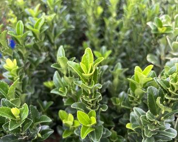 Brslen japonský 'Paloma Blanca'