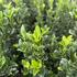 Euonymus japonicus 'Paloma Blanca'_05.JPG