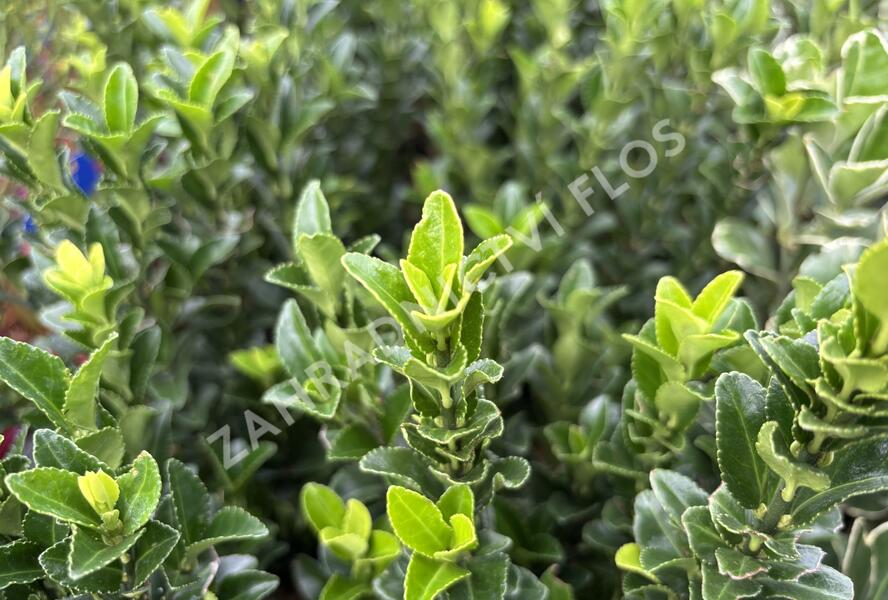 Brslen japonský 'Paloma Blanca' - Euonymus japonicus 'Paloma Blanca'