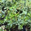 Zábluda 'Pink Carpet' - Escallonia 'Pink Carpet'