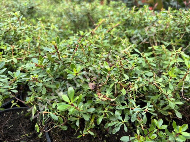 Zábluda 'Pink Carpet' - Escallonia 'Pink Carpet'