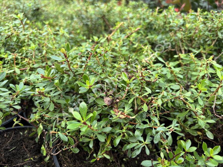 Zábluda 'Pink Carpet' - Escallonia 'Pink Carpet'