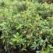 Zábluda 'Pink Carpet' - Escallonia 'Pink Carpet'