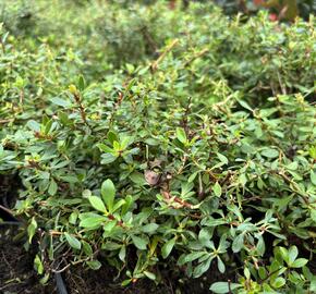 Zábluda 'Pink Carpet' - Escallonia 'Pink Carpet'