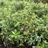 Escallonia 'Pink Carpet'.JPG