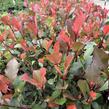 Blýskavka Fraserova 'Little Fenna' - Photinia fraseri 'Little Fenna'