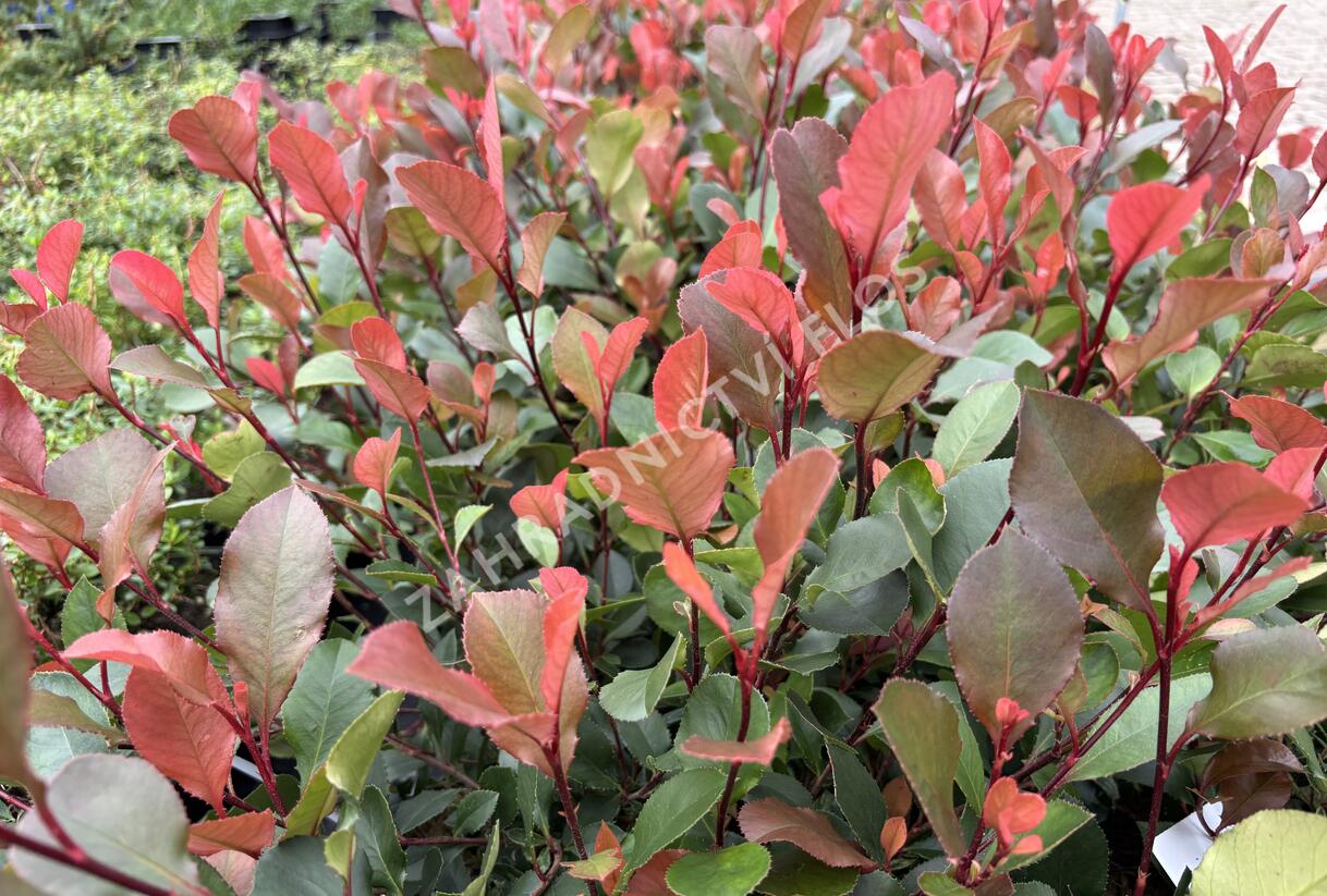 Blýskavka Fraserova 'Little Fenna' - Photinia fraseri 'Little Fenna'