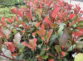 Blýskavka Fraserova 'Little Fenna' - Photinia fraseri 'Little Fenna'