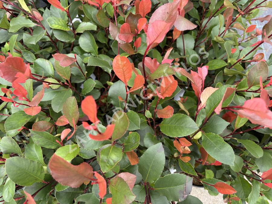 Blýskavka Fraserova 'Little Fenna' - Photinia fraseri 'Little Fenna'