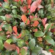 Blýskavka Fraserova 'Little Fenna' - Photinia fraseri 'Little Fenna'