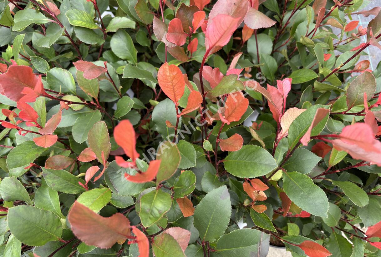 Blýskavka Fraserova 'Little Fenna' - Photinia fraseri 'Little Fenna'